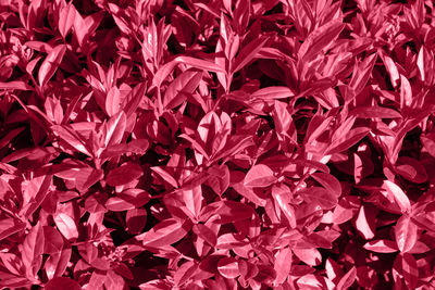 Trendy color 2023 viva magenta red toned plant leaves lush foliage natural background.