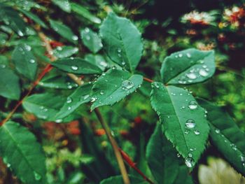 Close-up of wet plant