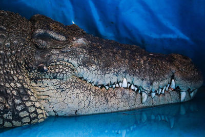 Close-up of crocodile in sea at zoo