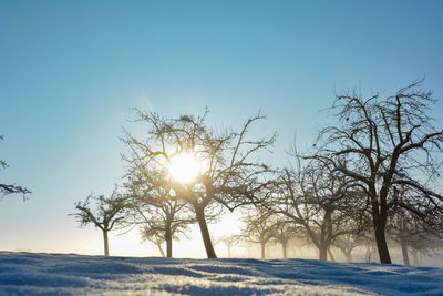 Sun and trees in winter with a lot of snow and blue sky