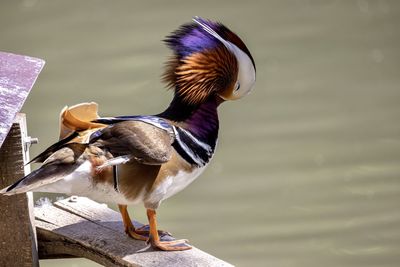 Close-up of bird by lake