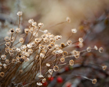 Close-up of cherry blossoms in spring