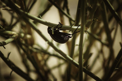 Close-up of insect on twig