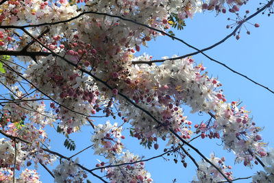 Low angle view of cherry blossoms against sky