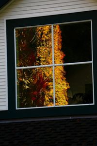 Close-up of tree seen through window of house