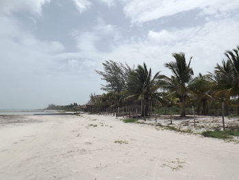 Scenic view of palm trees on beach against sky