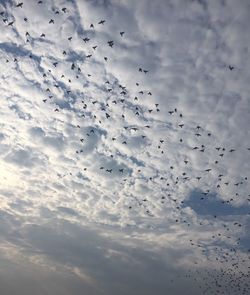 Low angle view of birds flying against sky