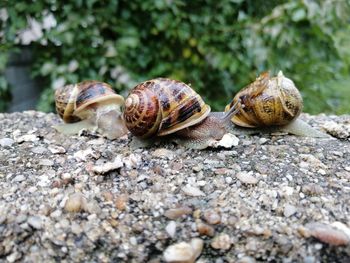 Close-up of snail on rock