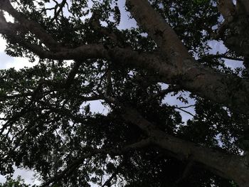 Low angle view of trees against sky