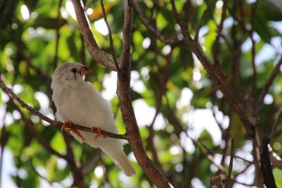 Low angle view of bird perching on tree