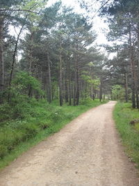 Empty road passing through forest