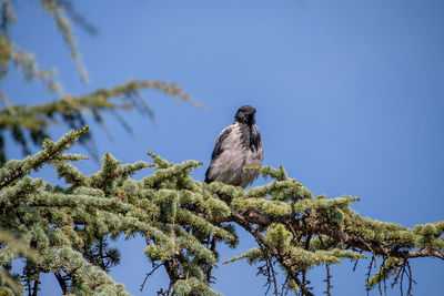 Low angle view of bird perching on branch against sky