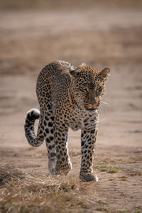 Leopard walking towards camera on dry earth