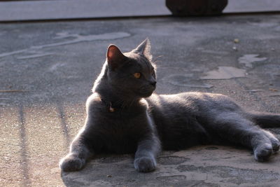 Close-up of cat sitting outdoors
