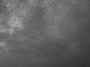 Low angle view of birds flying against sky