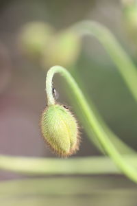 Close-up of fresh green leaf