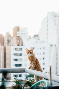 Cat sitting in front of cityscape