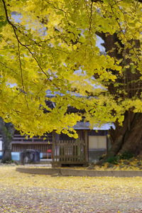 Yellow flowering plants and trees by building during autumn