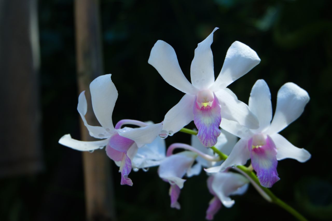 CLOSE-UP OF WHITE FLOWER