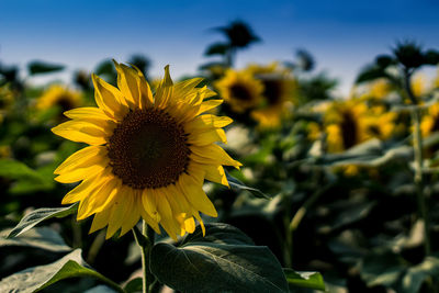 Close-up of sunflower on field against sky
