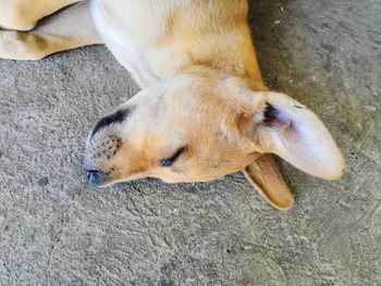 High angle view of dog sleeping