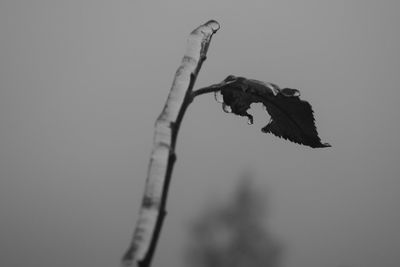 Low angle view of lizard against clear sky