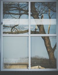 Bare trees in the dark