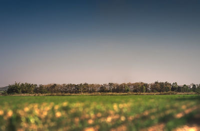 Scenic view of field against clear sky