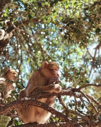 Low angle view of monkey on tree in forest