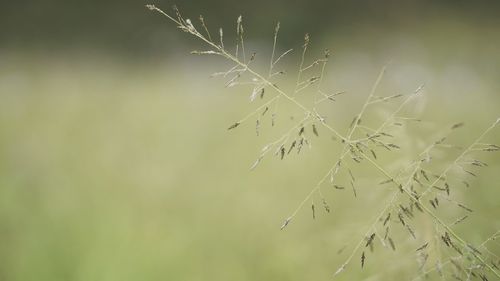 Close-up of water drops on plant