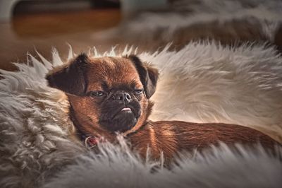 Close-up of dog resting 