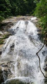 Scenic view of waterfall in forest