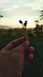 Close-up of hand holding plant against sky during sunset