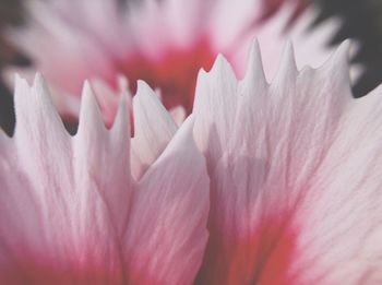 Close-up of pink flower
