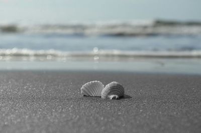 Surface level shot of seashells on shore