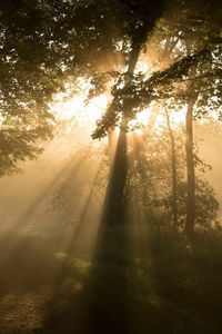 Trees in forest during foggy weather