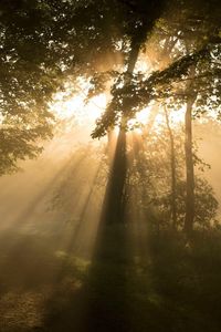 Trees in forest during foggy weather