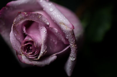 Close-up of wet pink rose