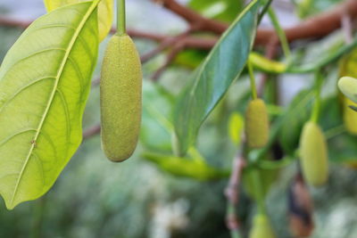 Close-up of a little jackfruit fruit growing on tree with bokeh background