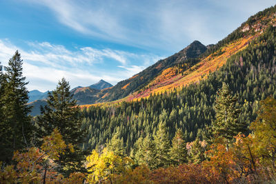 Scenic view of forest against sky during autumn