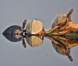 Close-up of dried leaves over lake