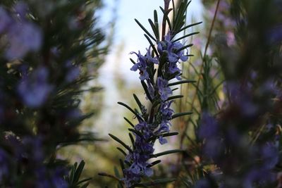 Close-up of plant