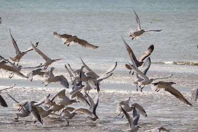 Seagulls flying over beach