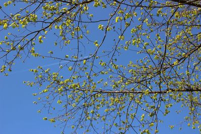 Low angle view of flowering tree against blue sky