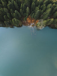 Aerial view of evergeen pine forest and mountain lake. aerial nature background