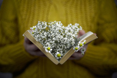 High angle view of white flowering plant