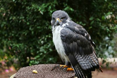 Close-up of owl perching outdoors