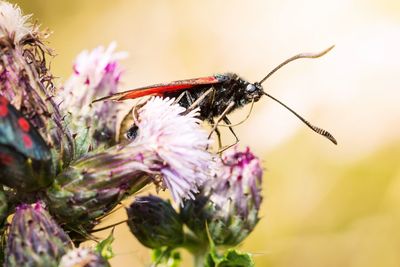Close-up of butterfly pollinating on pink flower