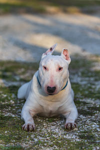 Portrait of dog sticking out tongue on land