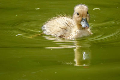 Duck swimming in lake